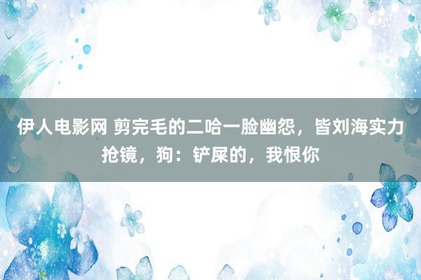 伊人电影网 剪完毛的二哈一脸幽怨，皆刘海实力抢镜，狗：铲屎的，我恨你